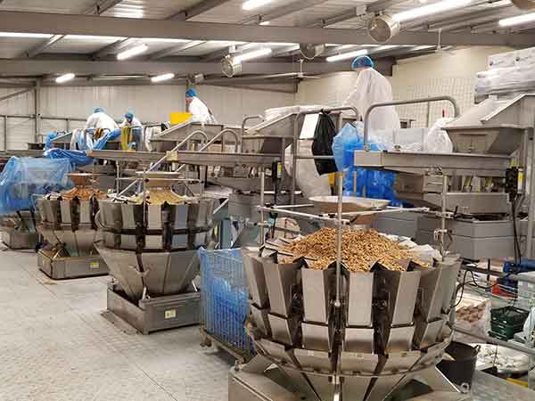 全自動香蕉免费在线视频智能化聯動生產